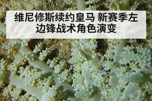 维尼修斯续约皇马 新赛季左边锋战术角色演变